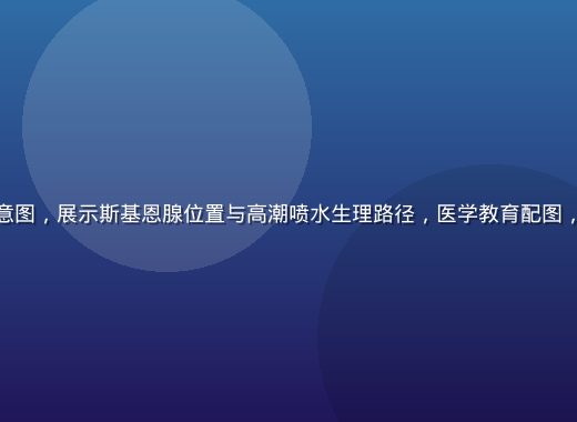 女性盆腔解剖示意图，展示斯基恩腺位置与高潮喷水生理路径，医学教育配图，蓝白色专业风格